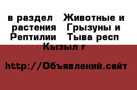  в раздел : Животные и растения » Грызуны и Рептилии . Тыва респ.,Кызыл г.